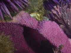 Stylantheca papillosa