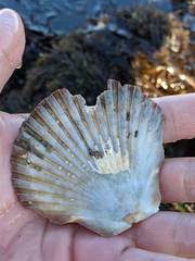 Leopecten diegensis