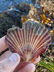 Leopecten diegensis