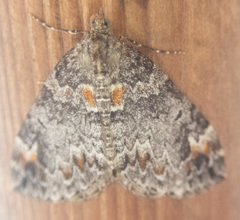 Dysstroma hersiliata