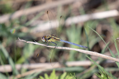 Orthetrum hintzi