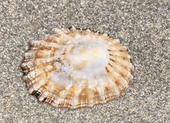 Scutellastra peronii