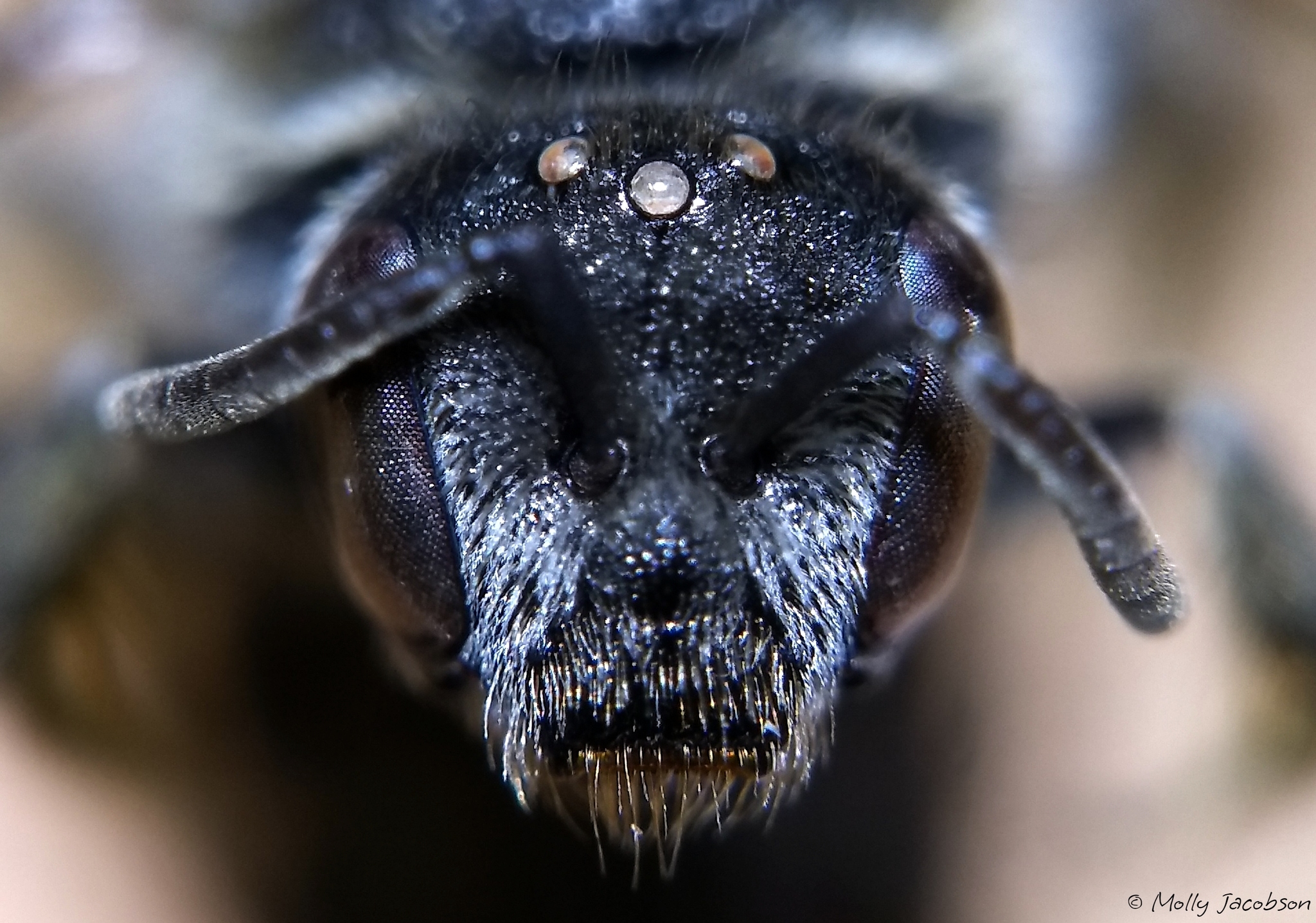 Abejas del Sudor (Familia Halictidae) · iNaturalist Ecuador