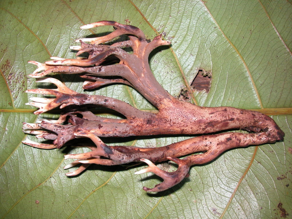 Phaeoclavulina gigantea