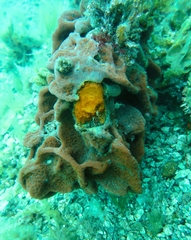 Botrylloides leachii