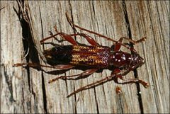 Coptocercus aberrans