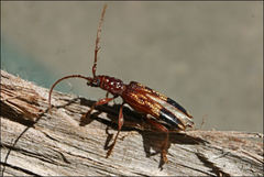 Coptocercus aberrans