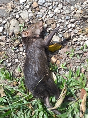 Dasyprocta fuliginosa