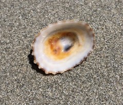 Scutellastra peronii