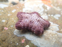 Pentagonaster pulchellus