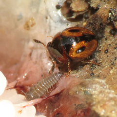 Agathidium maculosum