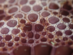 Pentagonaster pulchellus