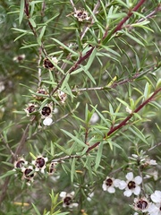 Leptospermum repo