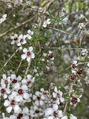 Leptospermum repo