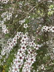 Leptospermum repo