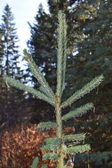 Picea glauca