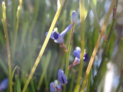 Comesperma volubile