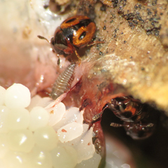 Agathidium maculosum