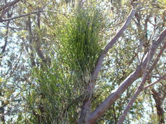 Comesperma volubile