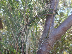 Comesperma volubile