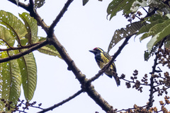 Buccanodon duchaillui