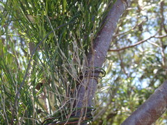 Comesperma volubile