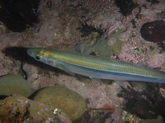 Topsmelt photo 5