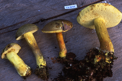 Binderoboletus segoi
