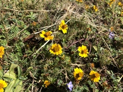 Bidens anthemoides