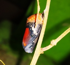 Danaus chrysippus