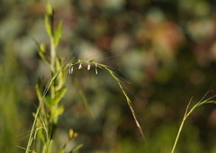 Microlaena stipoides stipoides