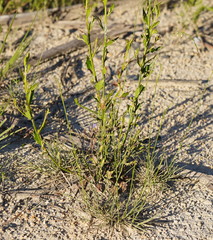 Microlaena stipoides stipoides