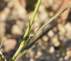 Microlaena stipoides stipoides