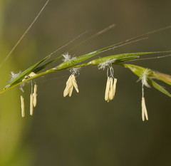 Microlaena stipoides stipoides