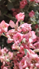 Viviania marifolia