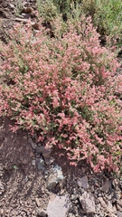 Viviania marifolia