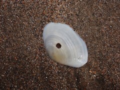 Macomona deltoidalis