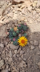 Chaetanthera glabrata