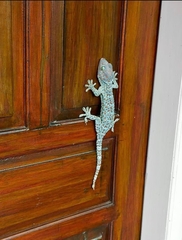Gekko gecko