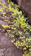 Calceolaria polifolia