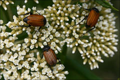 Phyllotocus erythropterus