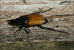 Phyllotocus erythropterus