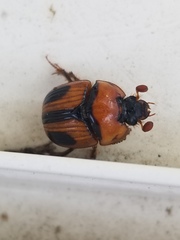 Bolbocerosoma confusum