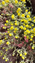 Calceolaria polifolia
