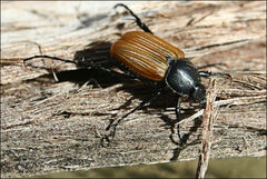 Phyllotocus erythropterus