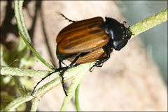 Phyllotocus erythropterus