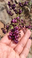 Calceolaria purpurea
