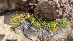 Calceolaria hypericina