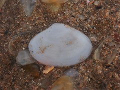 Mactrotoma antecedens