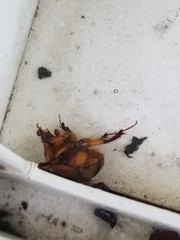 Bolbocerosoma confusum